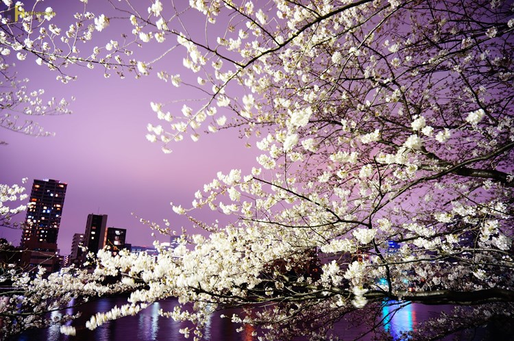 گزارش تصویری از شکفتن شکوفه های گیلاس در ژاپن