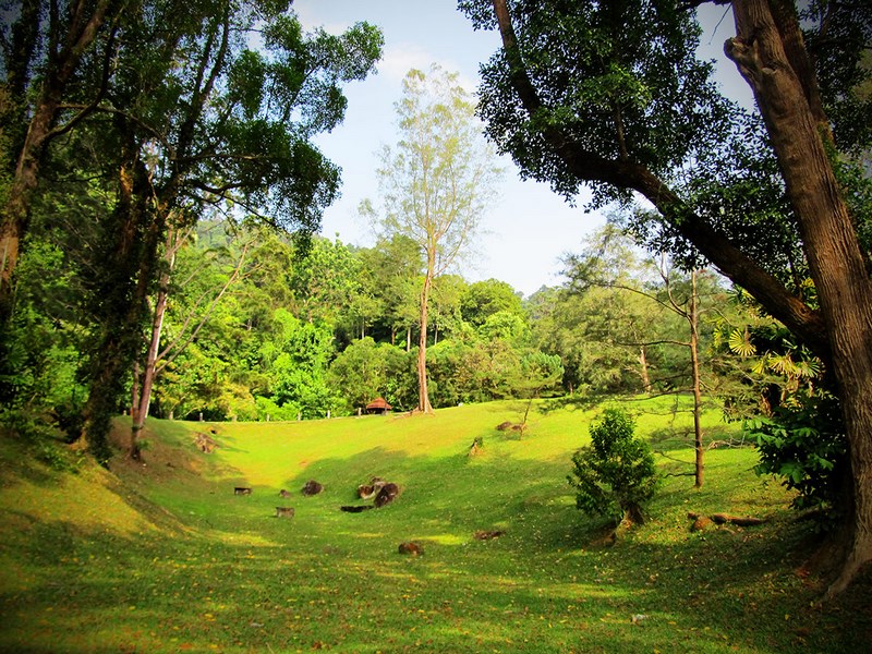 باغ گیاه شناسی پنانگ Penang Botanical Garden