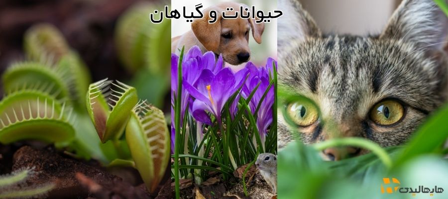 قوانین گمرک ایتالیا