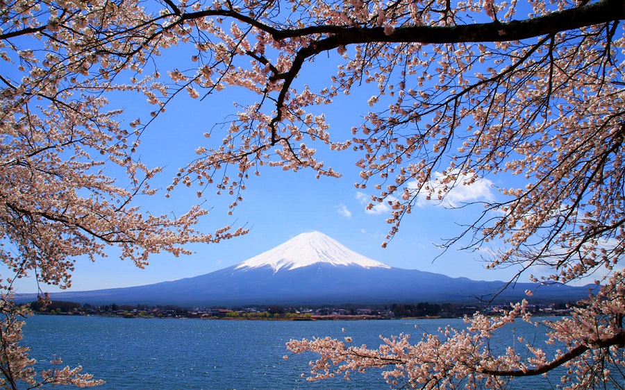 تور اختصاصی شکوفه‌های گیلاس